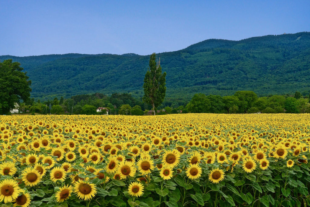 Apertura coltivazione Fiori di Loto Massarosa - La Via delle Erbe e dei  Fiori